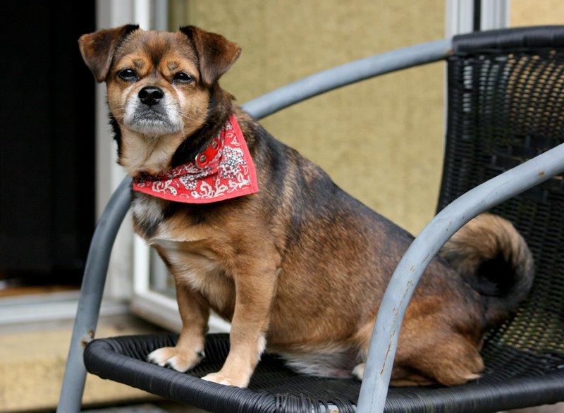 Blanding af racer Lilly - *April 2015* billede 43