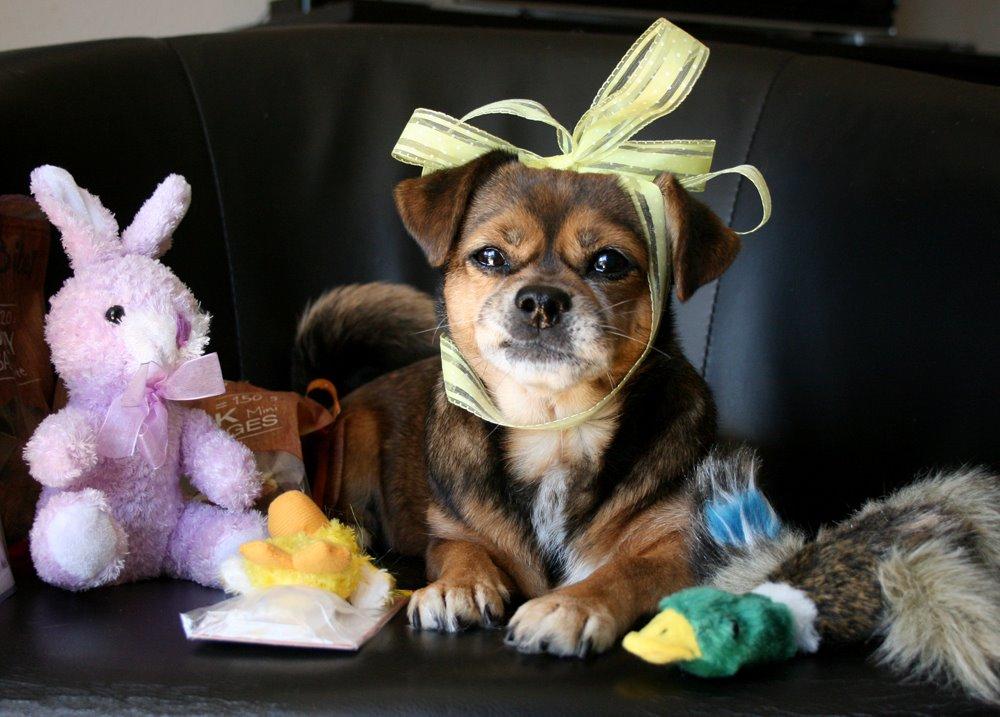 Blanding af racer Lilly - Fra Lillys 11 års fødselsdag *2. april 2015* billede 19