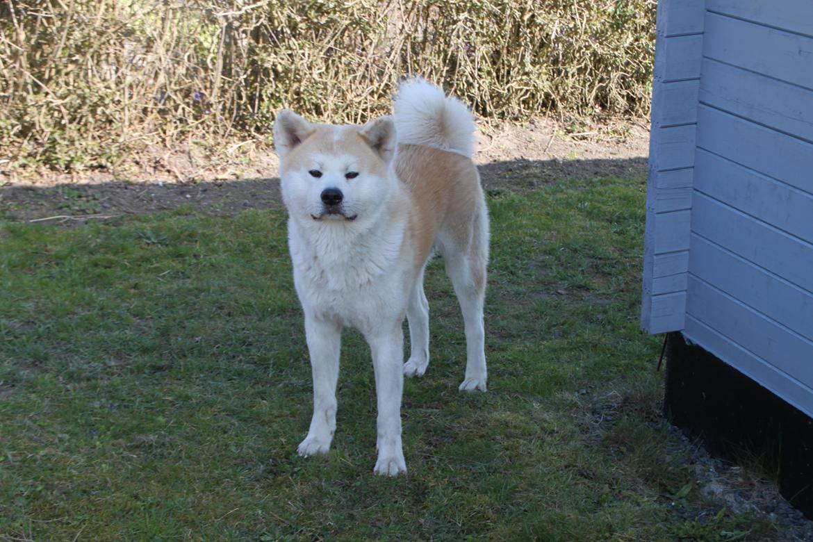 Akita inu yamoto (Akita-inu.dk) DK-AKIO billede 8