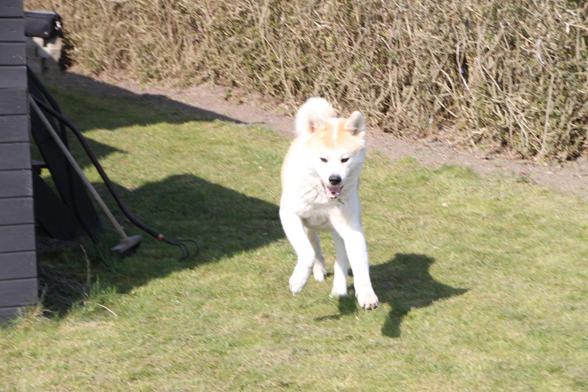 Akita inu yamoto (Akita-inu.dk) DK-AKIO billede 12