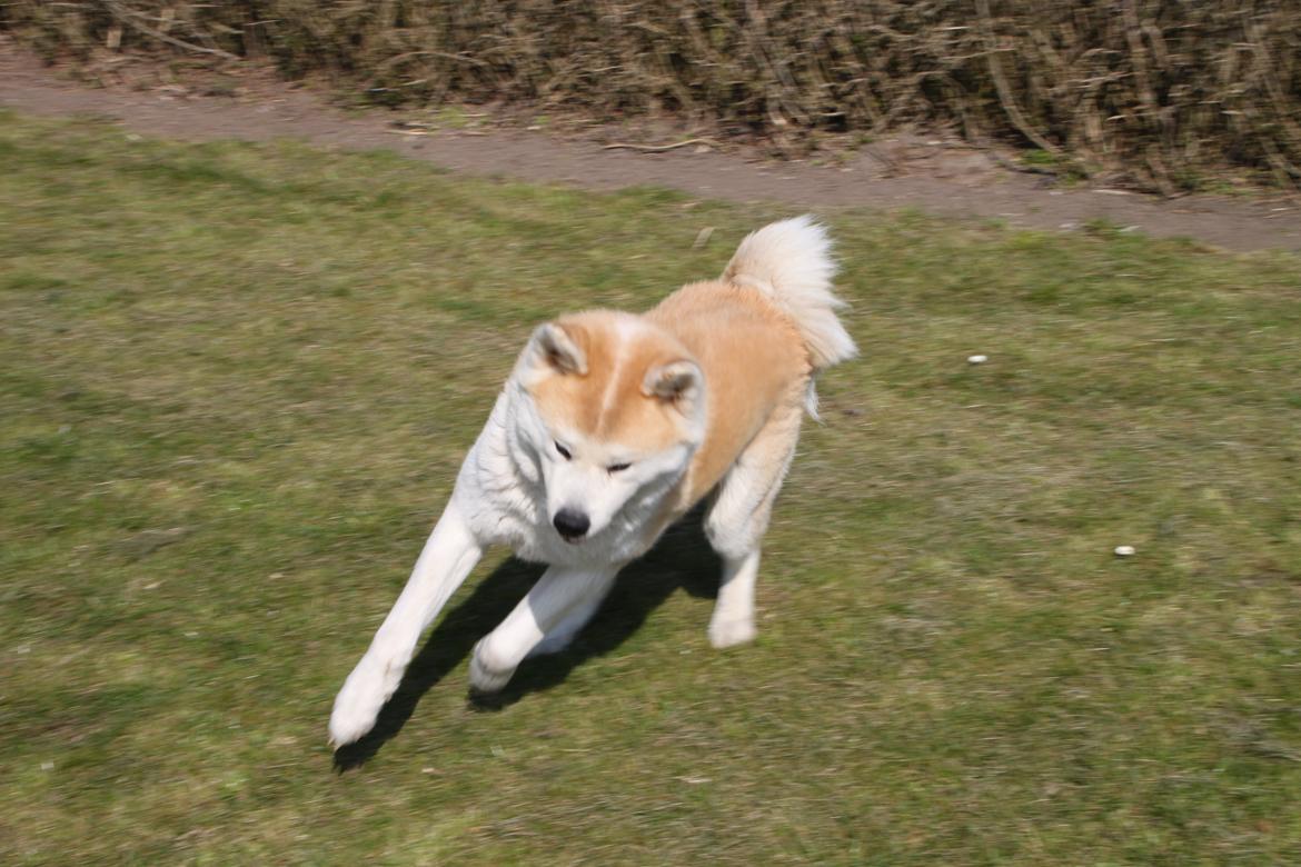 Akita inu yamoto (Akita-inu.dk) DK-AKIO billede 10
