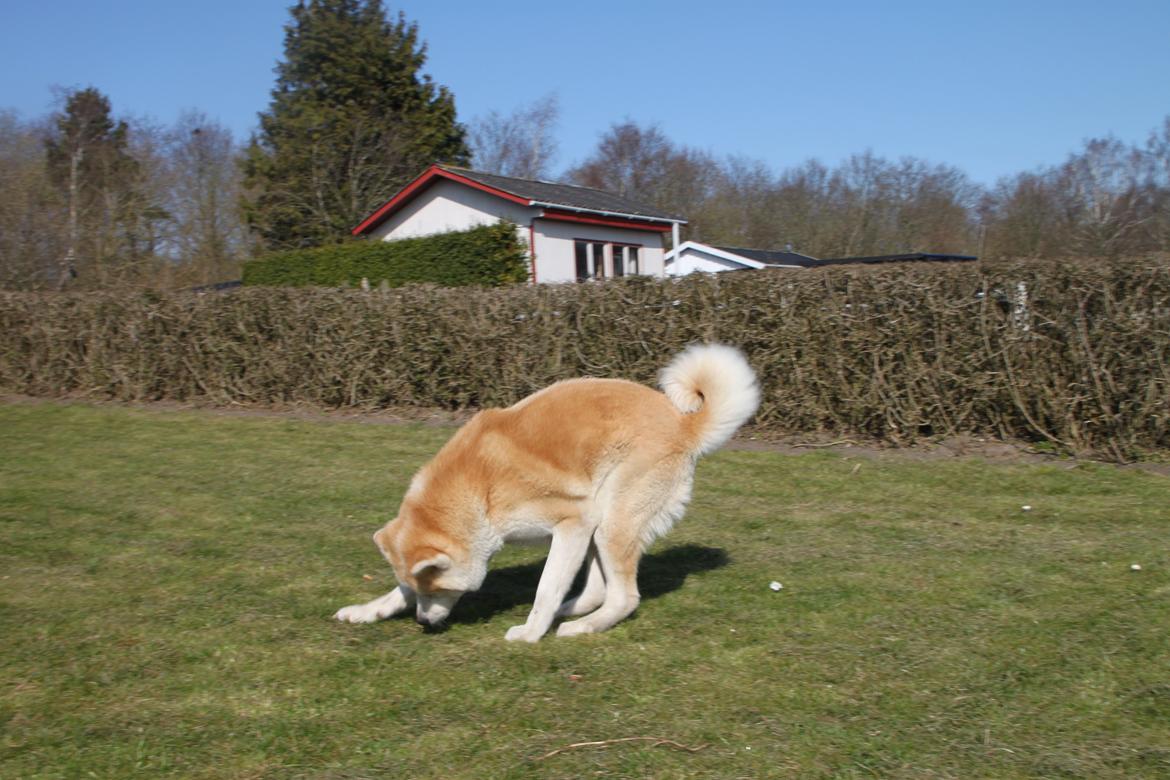 Akita inu yamoto (Akita-inu.dk) DK-AKIO billede 13