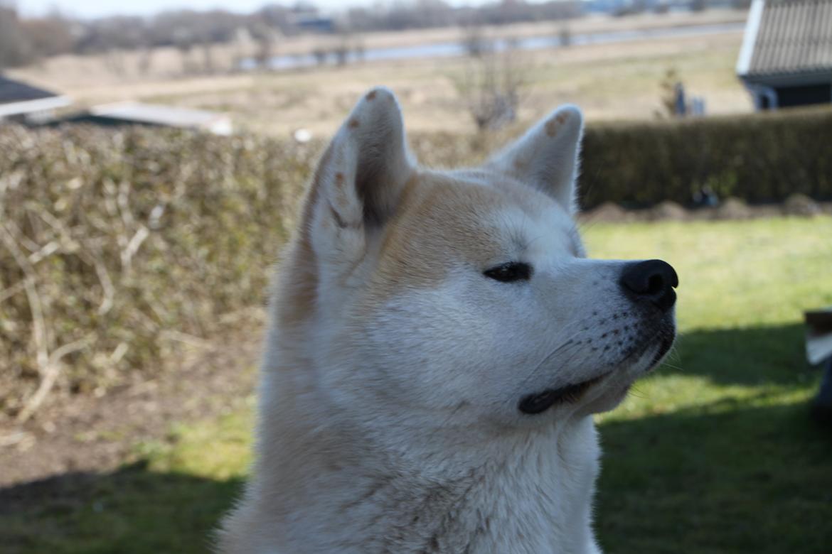 Akita inu yamoto (Akita-inu.dk) DK-AKIO billede 1