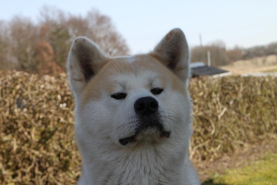 Akita inu yamoto (Akita-inu.dk) DK-AKIO billede 14