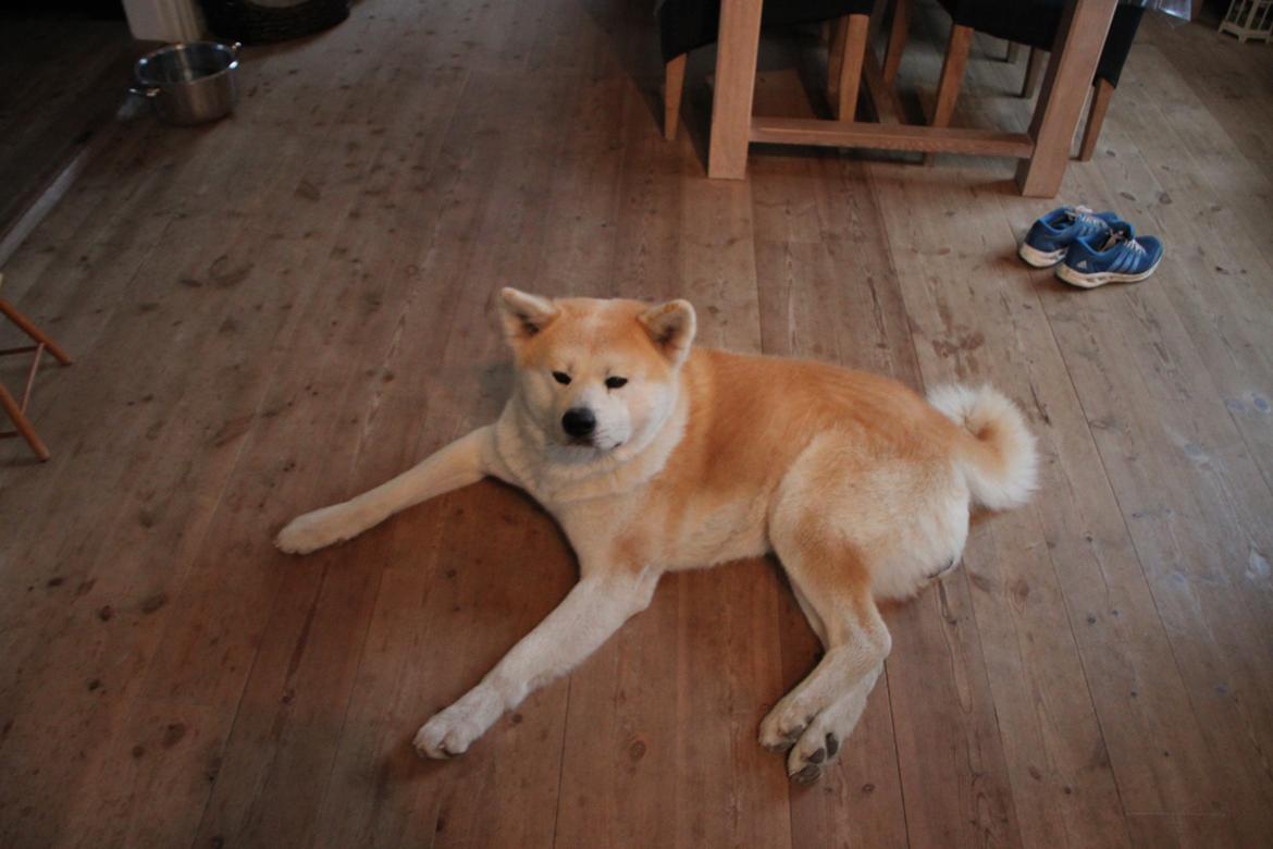 Akita inu yamoto (Akita-inu.dk) DK-AKIO billede 15