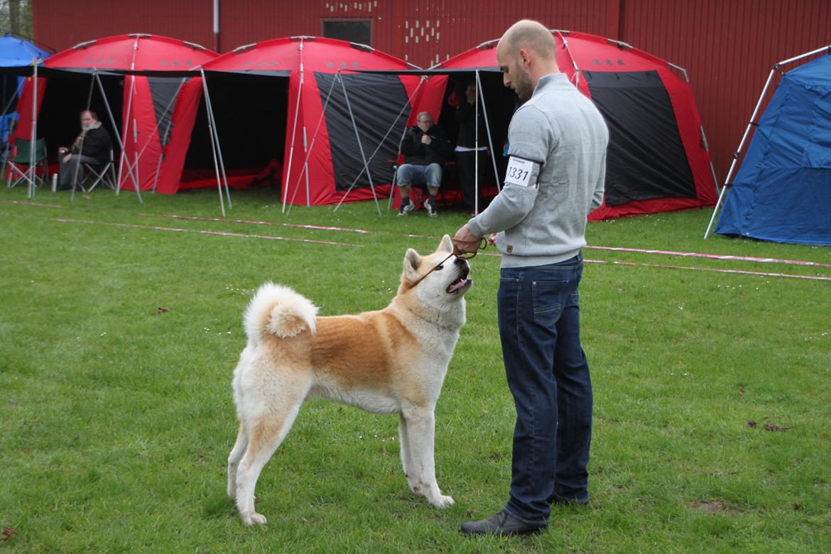 Akita inu yamoto (Akita-inu.dk) DK-AKIO billede 2