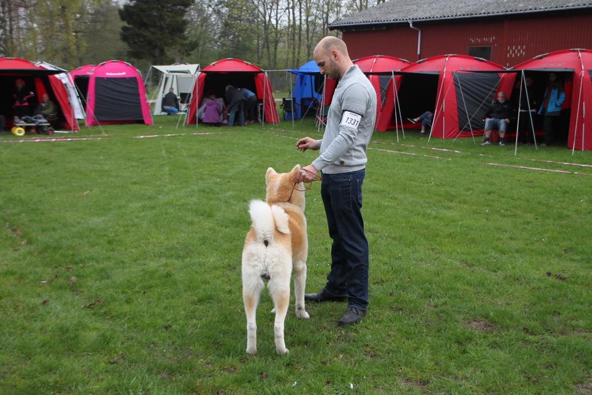Akita inu yamoto (Akita-inu.dk) DK-AKIO billede 3
