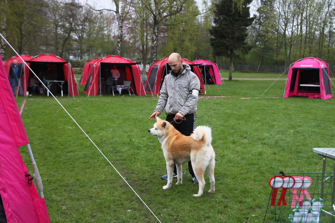 Akita inu yamoto (Akita-inu.dk) DK-AKIO billede 4