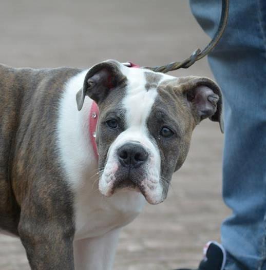 Olde english bulldogge DiamondBulls Anastasia aka "Åse" - 5 mdr. billede 5