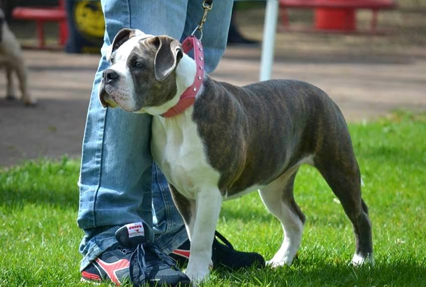 Olde english bulldogge DiamondBulls Anastasia aka "Åse" - 5 mdr. billede 4