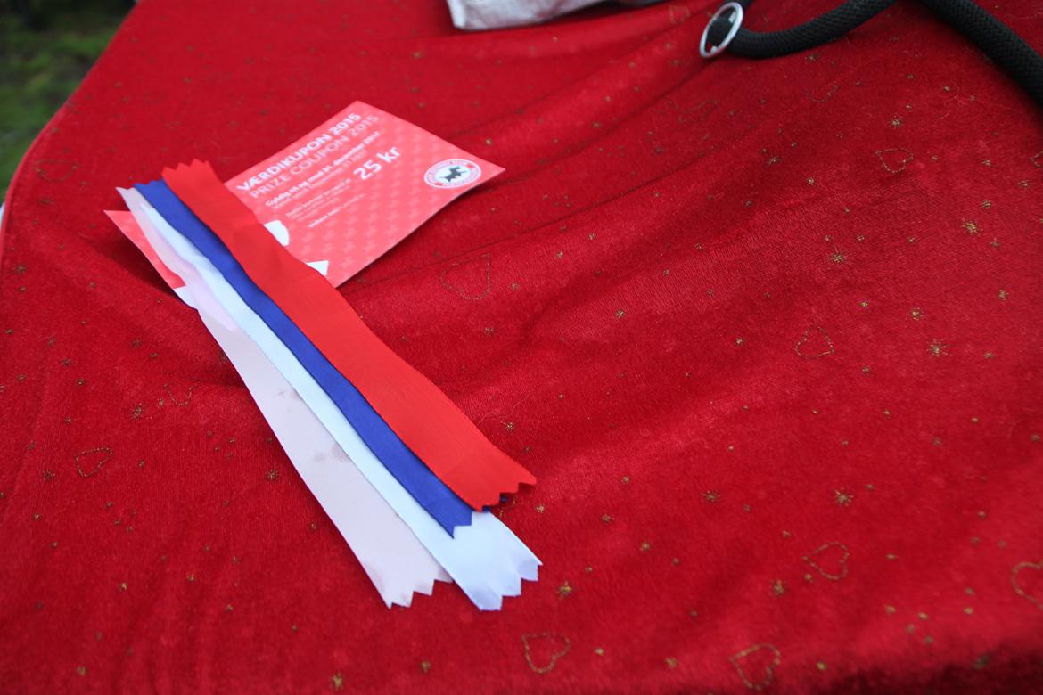 Akita inu yamoto (Akita-inu.dk) DK-AKIO billede 5