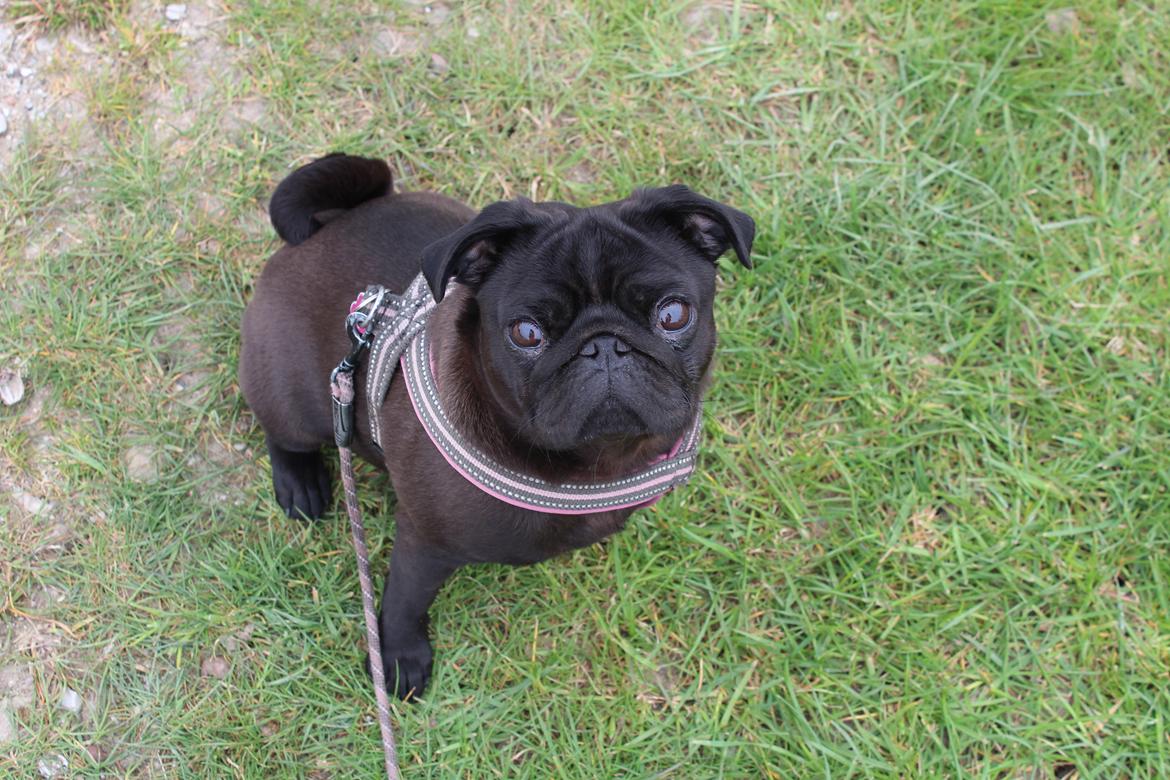 Mops Berta billede 13