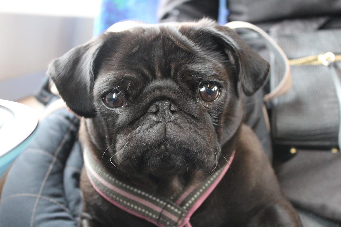 Mops Berta billede 12