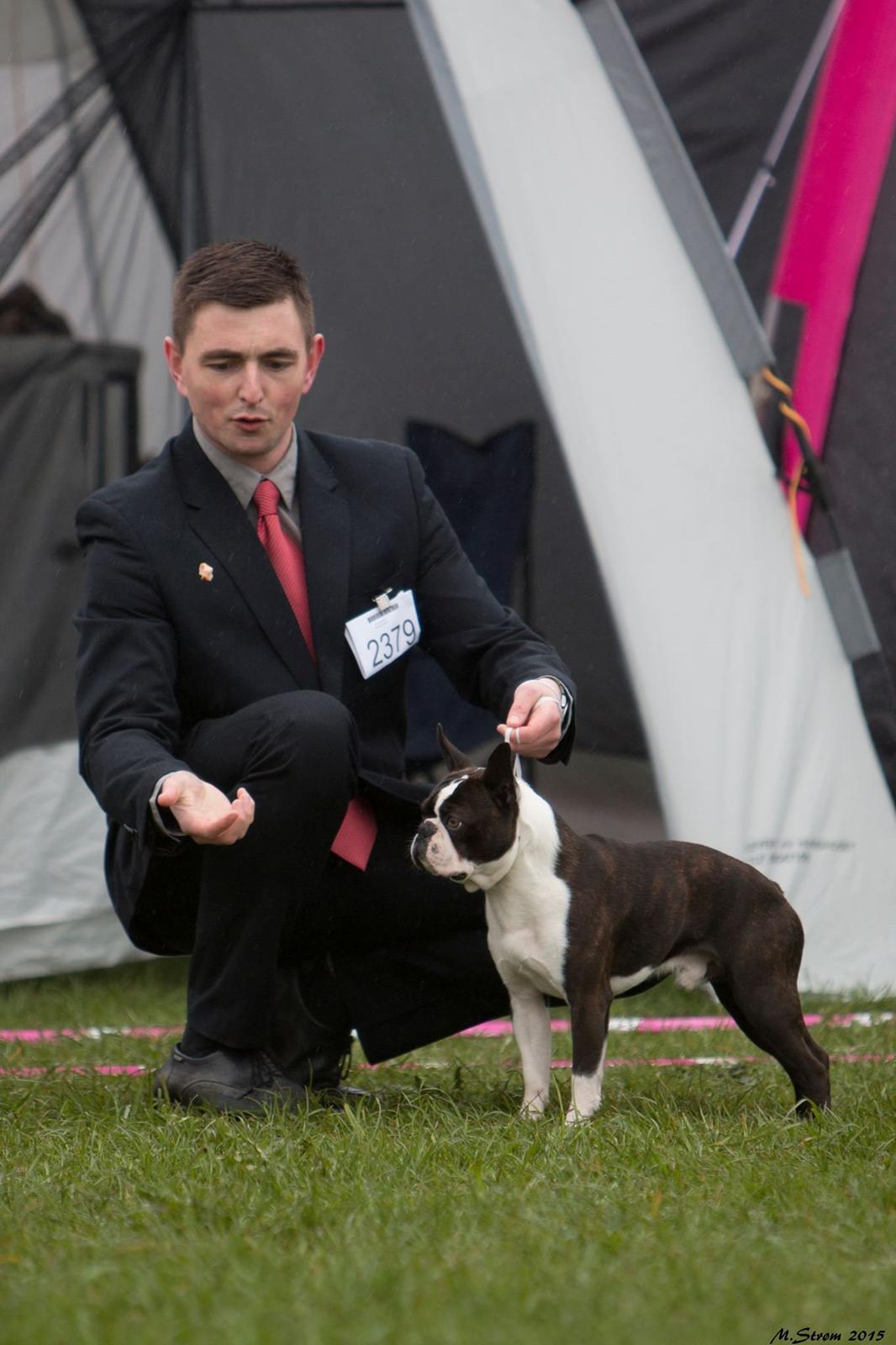 Boston terrier Multi-CH Westlund As Good As It Gets aka Pepsi billede 49