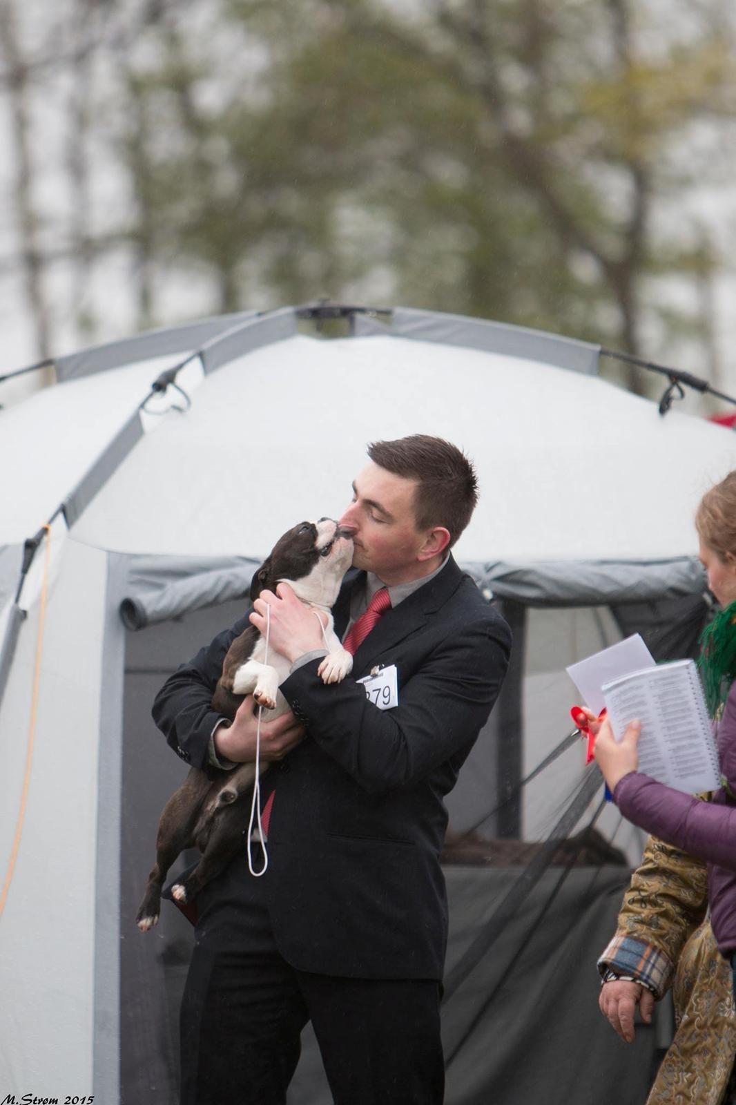 Boston terrier Multi-CH Westlund As Good As It Gets aka Pepsi billede 50