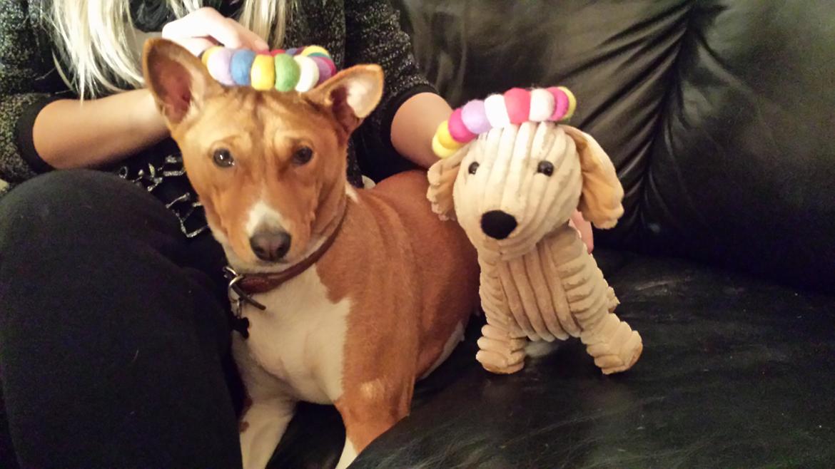 Basenji Molly billede 3