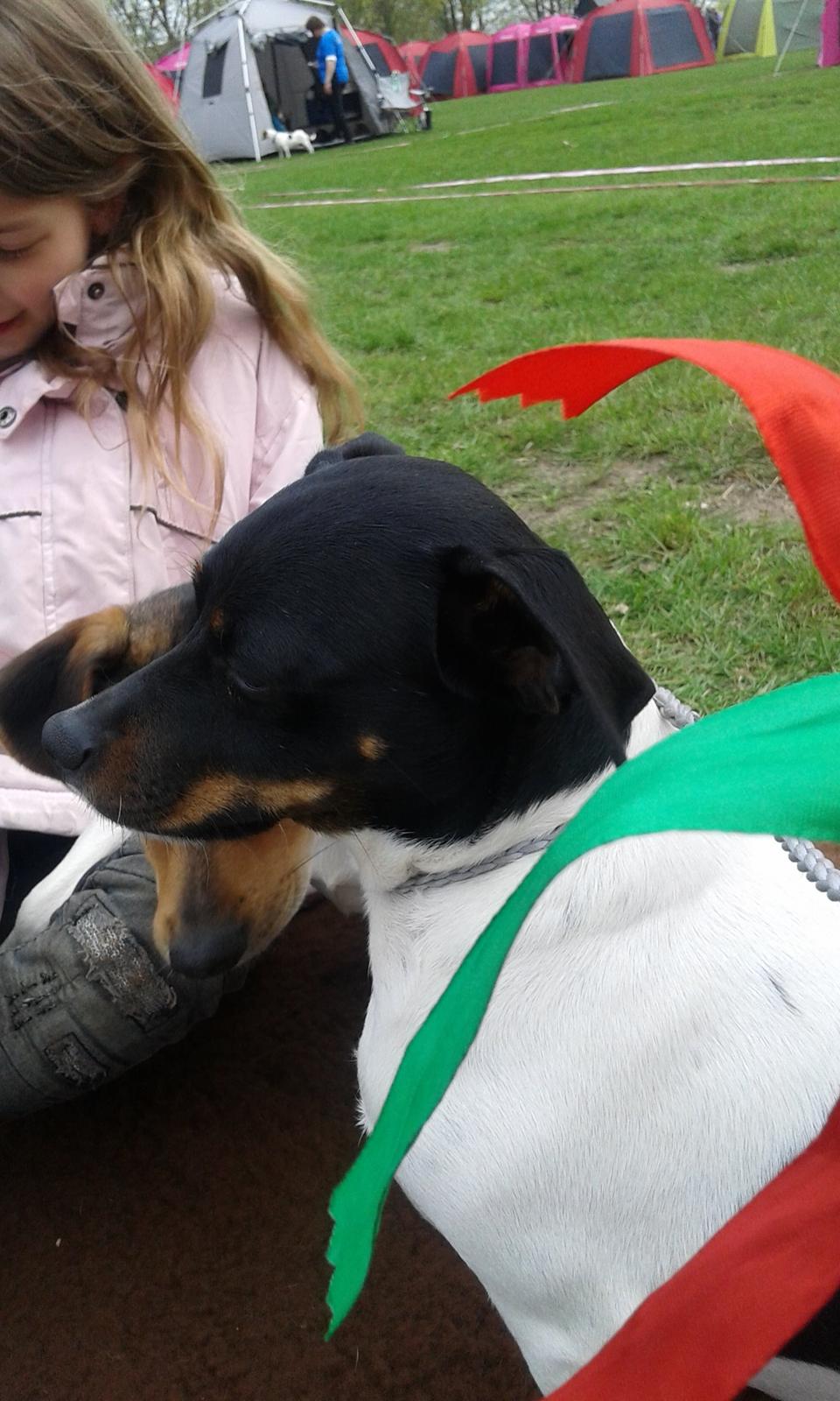 Dansk svensk gaardhund Sunshine billede 1