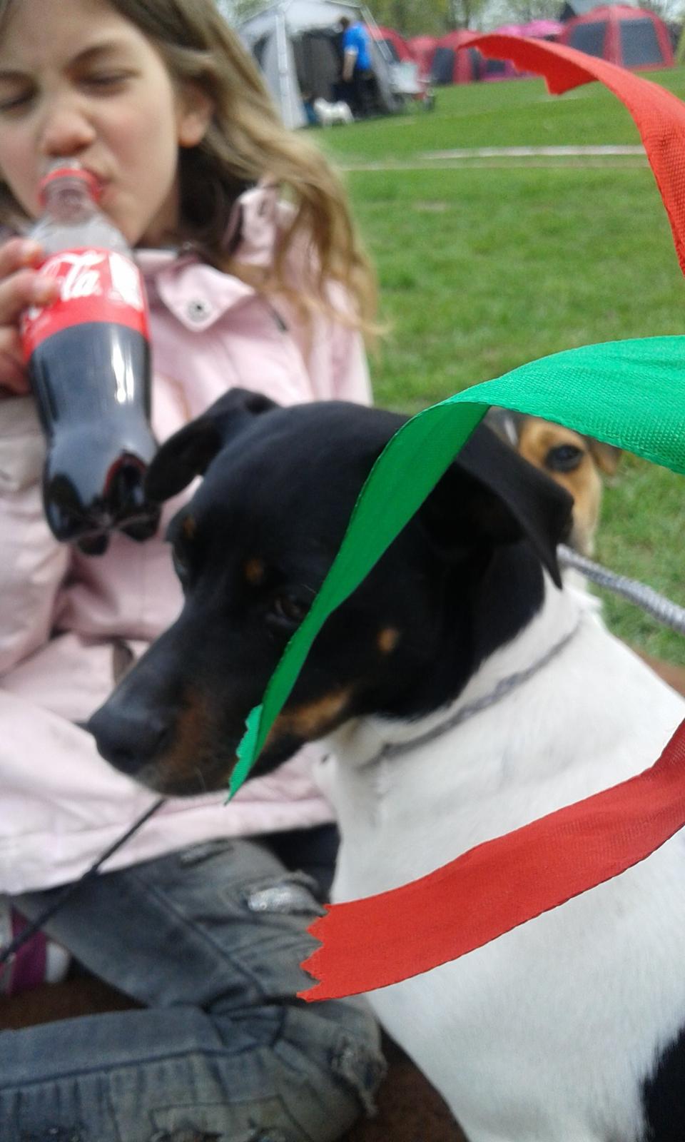 Dansk svensk gaardhund Sunshine billede 2