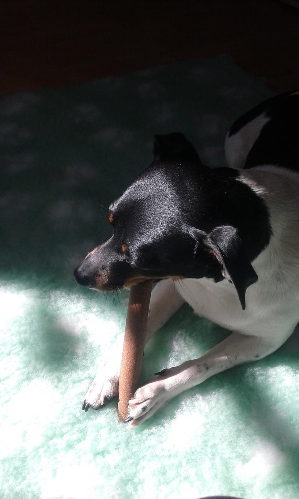 Dansk svensk gaardhund Sunshine billede 4