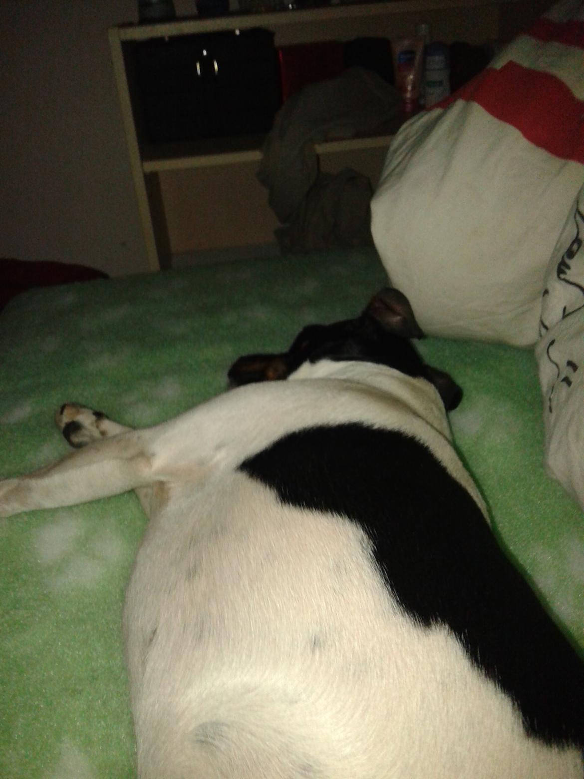 Dansk svensk gaardhund Sunshine billede 3