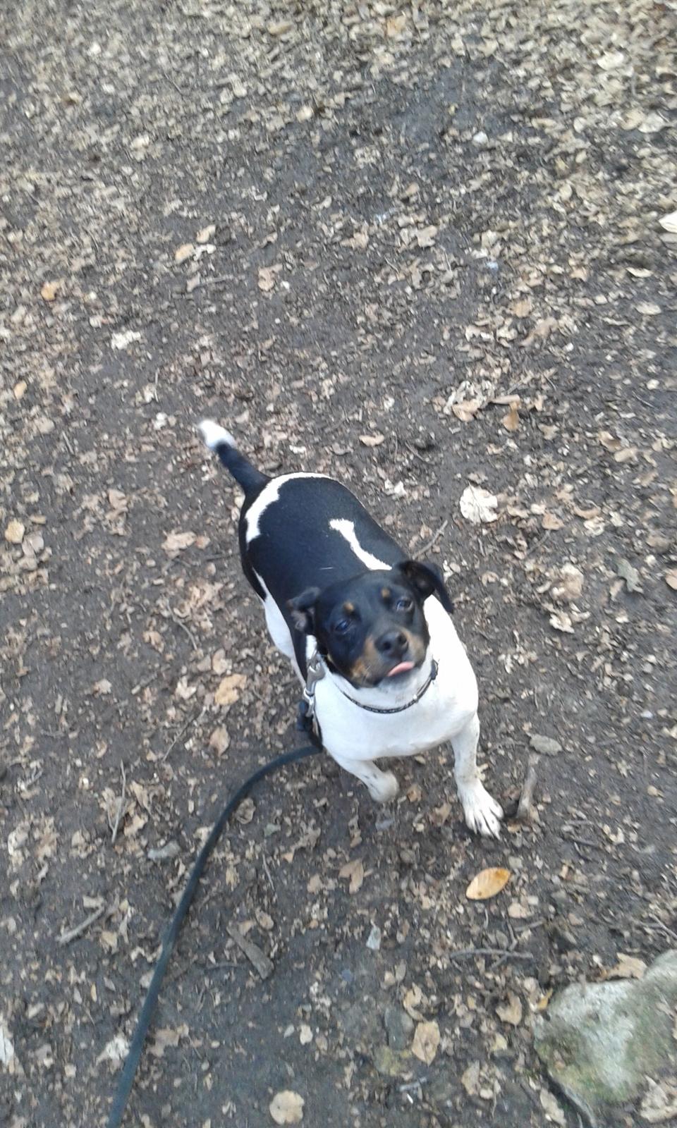 Dansk svensk gaardhund Sunshine billede 5