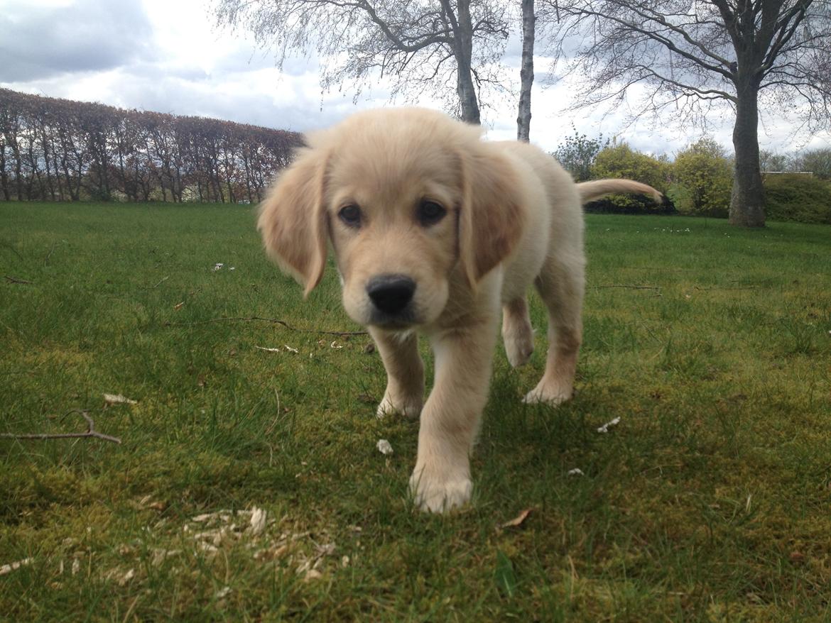 Golden retriever Carlo - Hvad laver du nu? Har du også fundet mad? - Carlo 9 uger billede 45