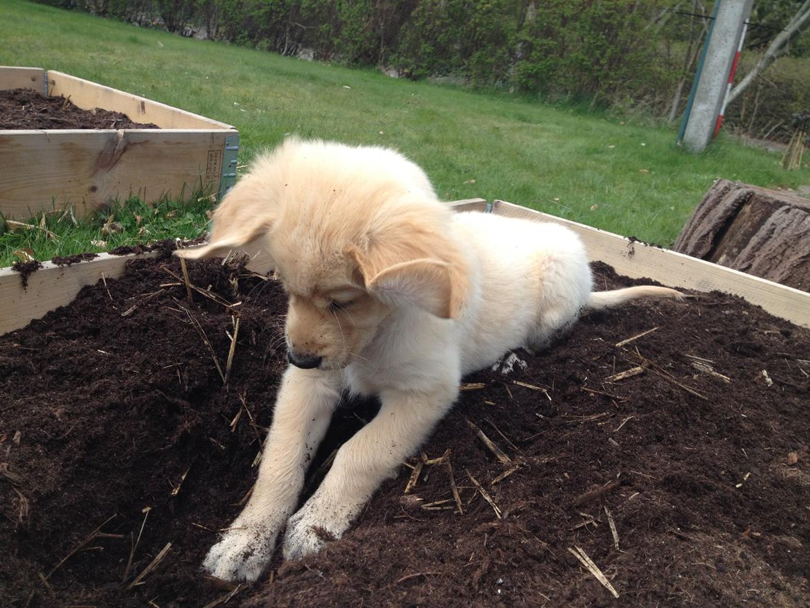 Golden retriever Carlo billede 47