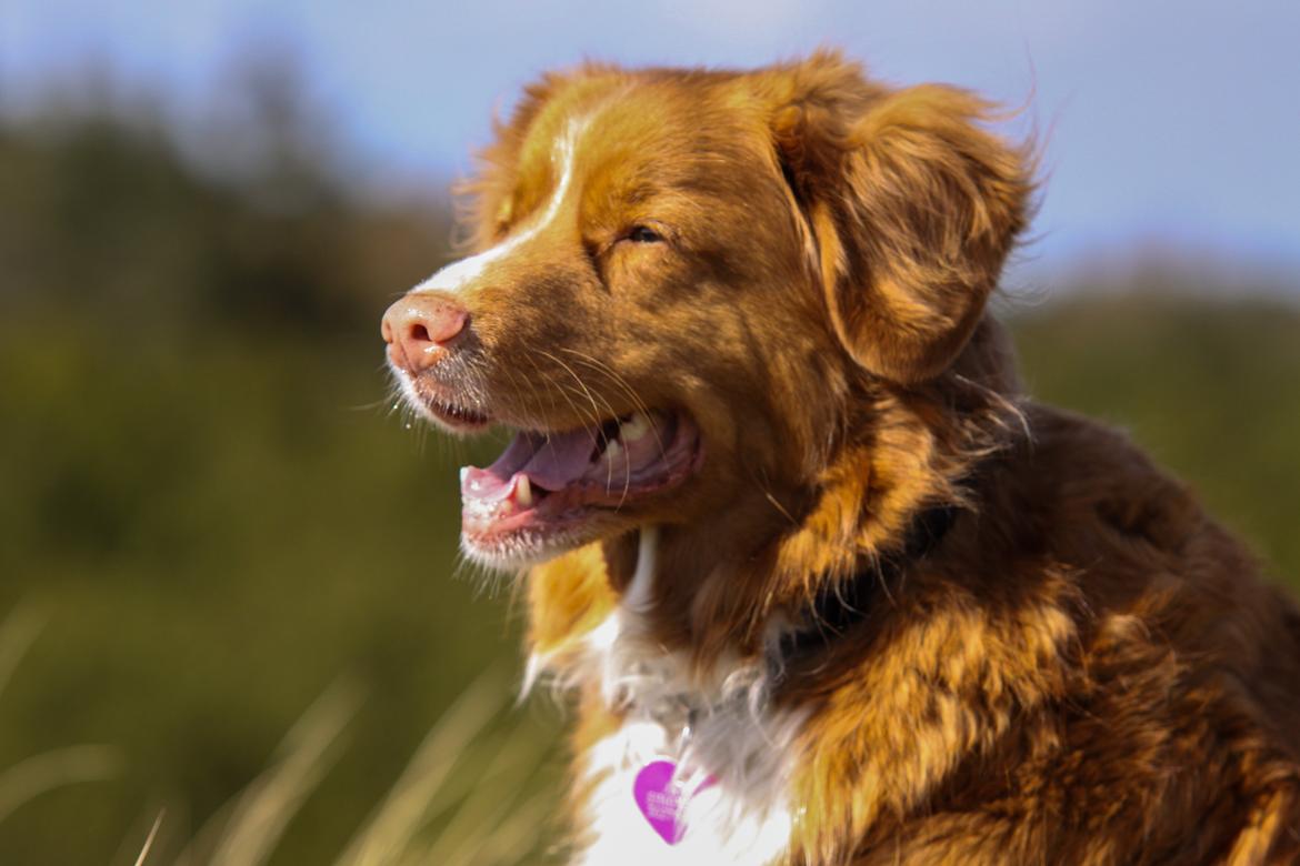 Nova scotia duck tolling retriever Leica - *NYT* 27/4-15 billede 3