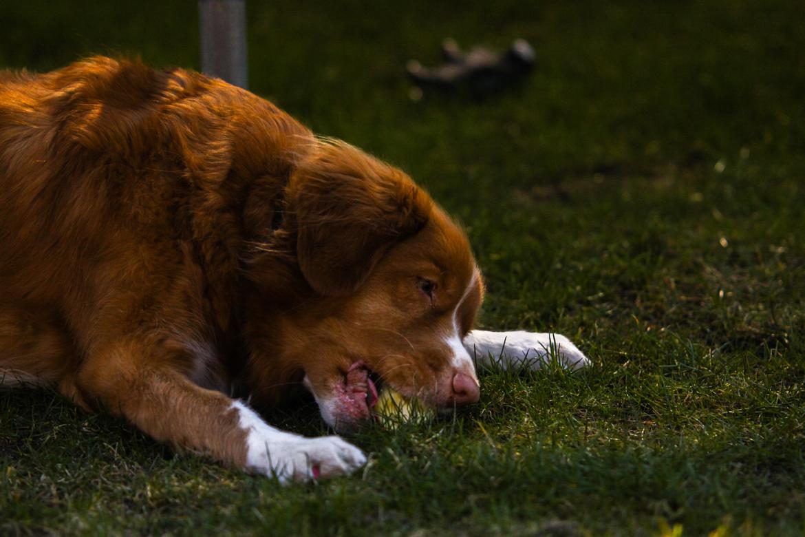 Nova scotia duck tolling retriever Leica - *NYT* billede 6