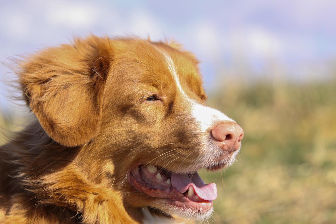 Nova scotia duck tolling retriever Leica - *NYT* 27/4-15 billede 4
