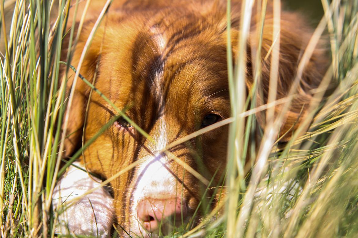 Nova scotia duck tolling retriever Leica - Velkommen til Leica's profil. Læg gerne en kommentar og bedømmelse.. <3 *NYT* 27/4-15 billede 1