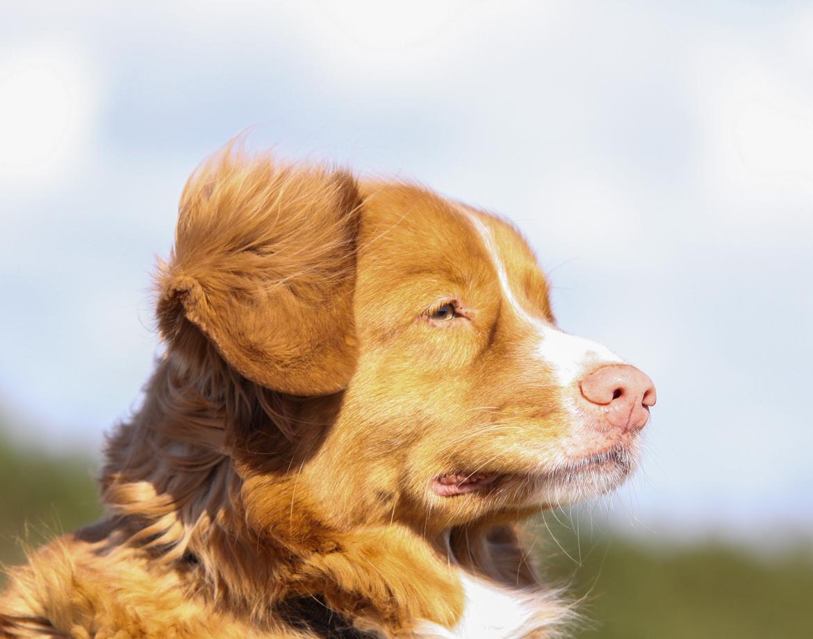 Nova scotia duck tolling retriever Leica - *NYT* 27/4-15 billede 5