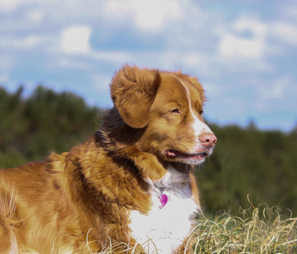 Nova scotia duck tolling retriever Leica - *NYT* 27/4-15 billede 2