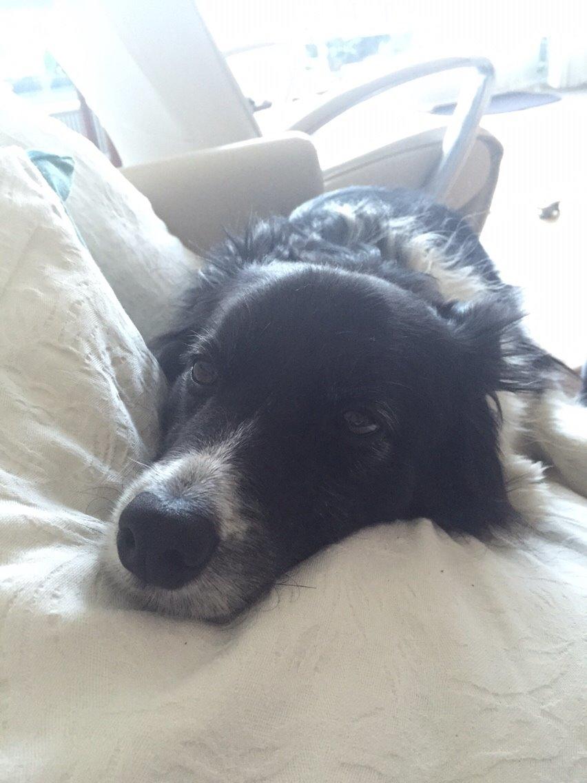 Border collie Soulshocks Sally billede 21