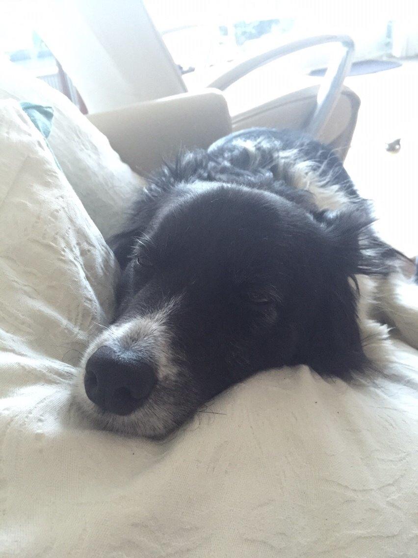 Border collie Soulshocks Sally billede 22