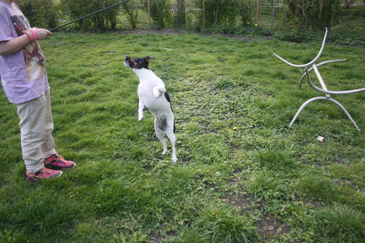 Dansk svensk gaardhund Sunshine billede 9