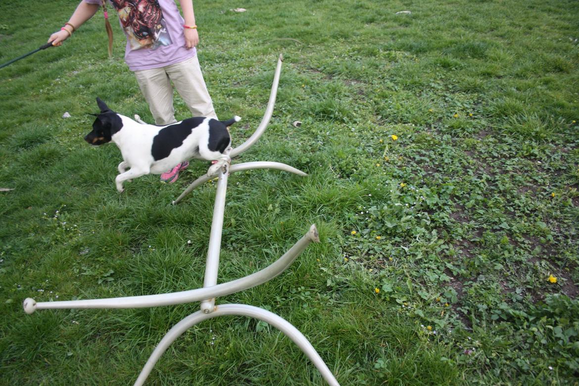 Dansk svensk gaardhund Sunshine billede 11
