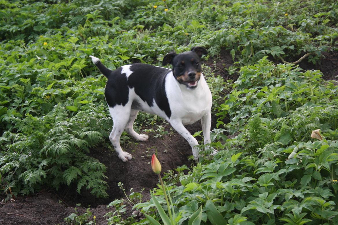 Dansk svensk gaardhund Sunshine billede 7