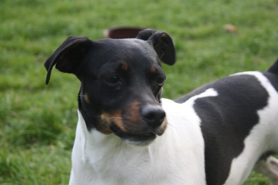 Dansk svensk gaardhund Sunshine billede 8