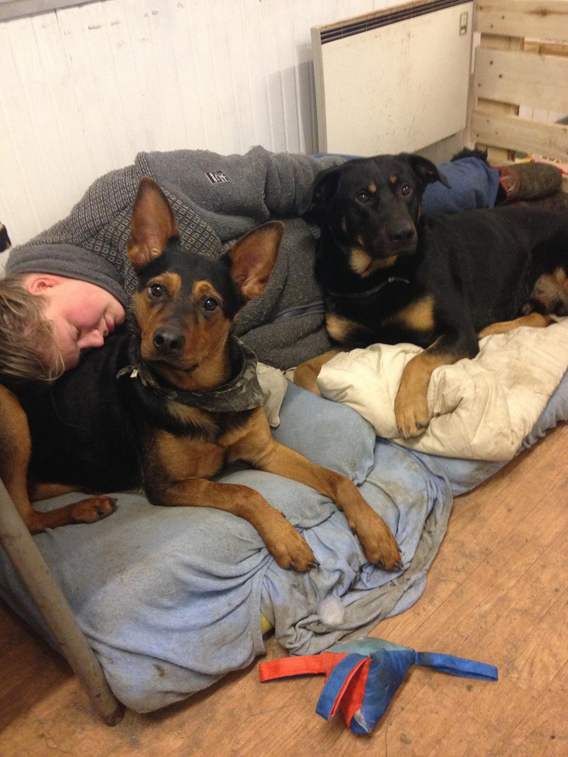 Blanding af racer Maya billede 29