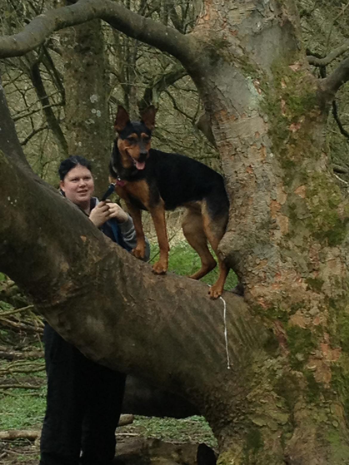 Blanding af racer Maya billede 1