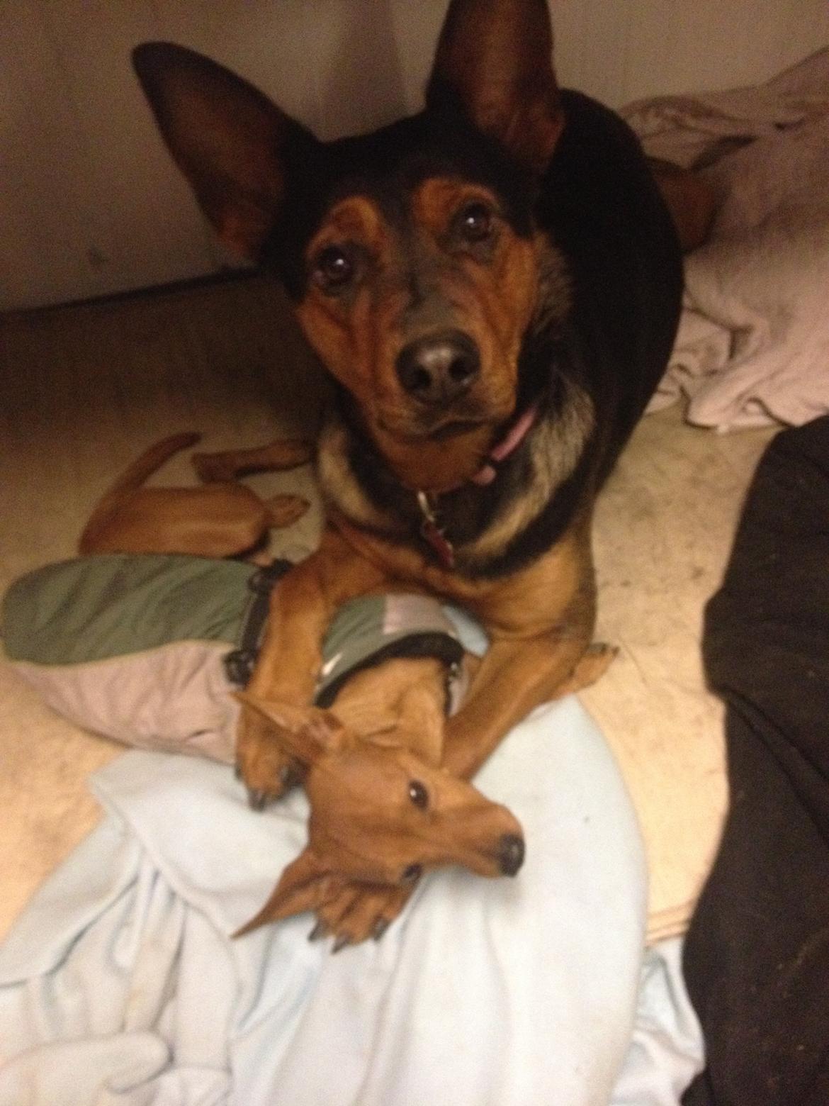 Blanding af racer Maya billede 33