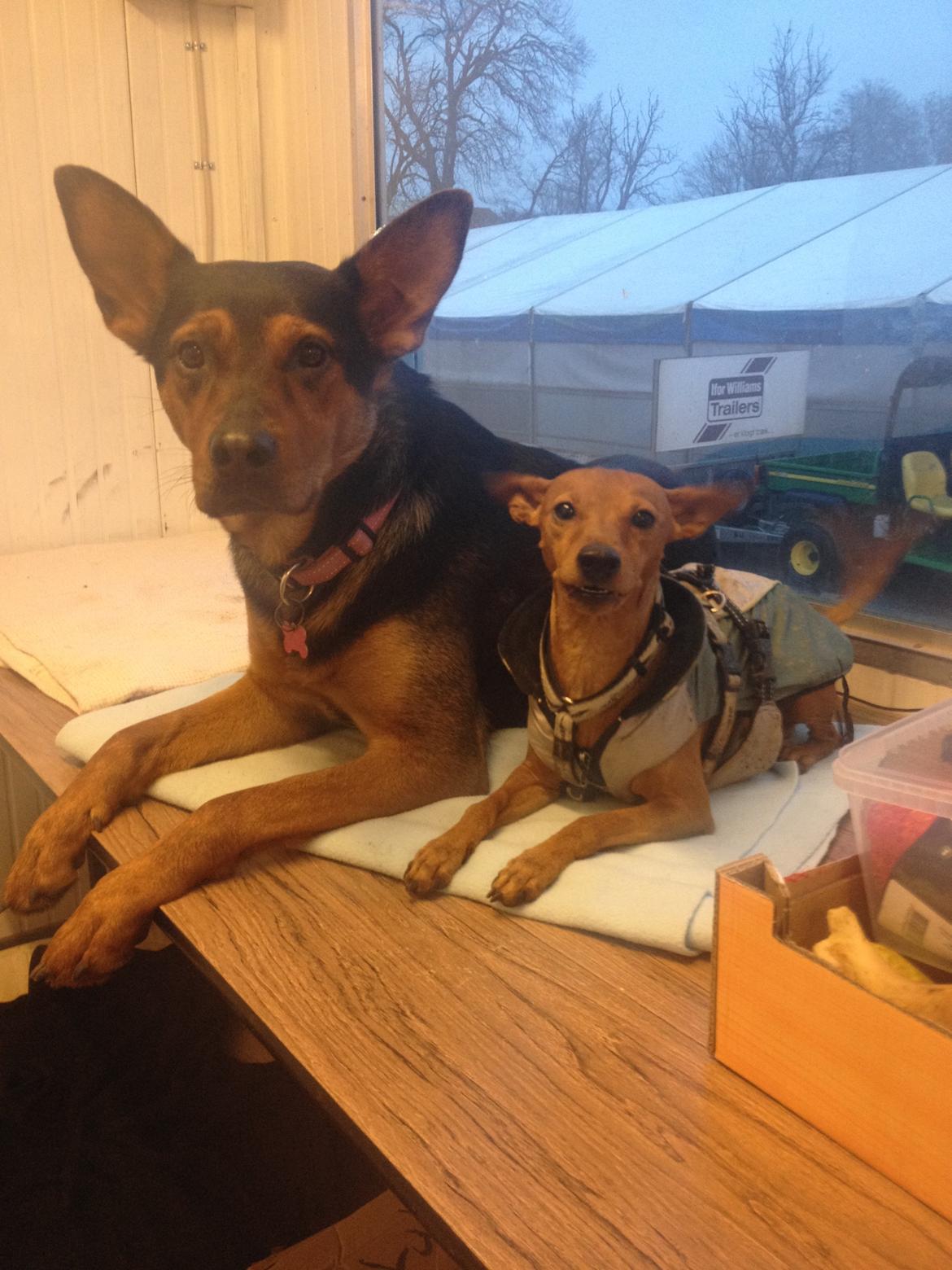 Blanding af racer Maya billede 32