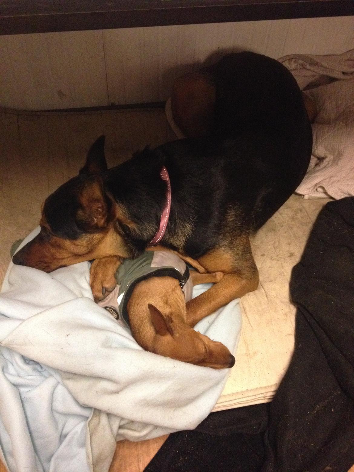 Blanding af racer Maya billede 34