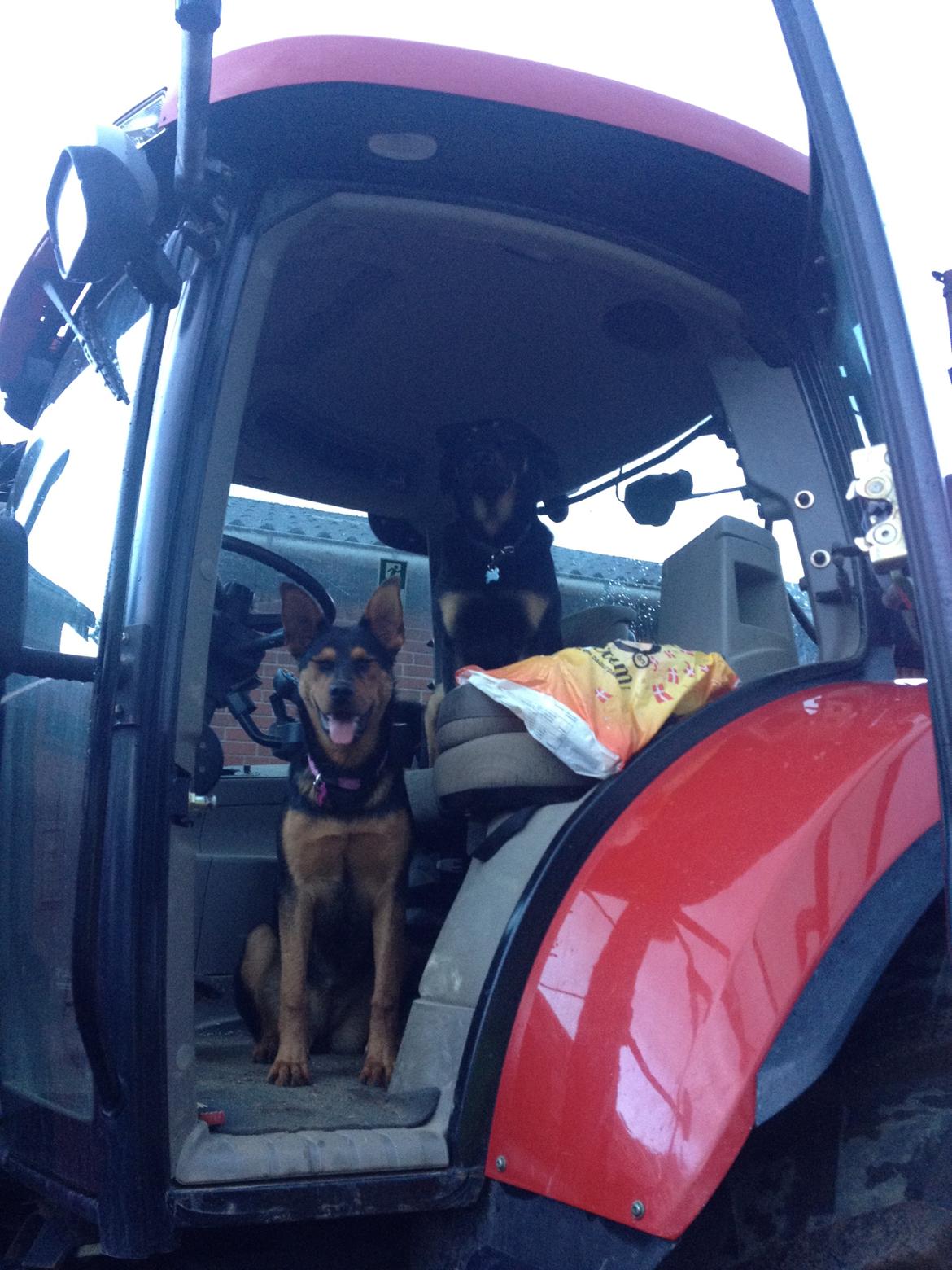 Blanding af racer Maya billede 35