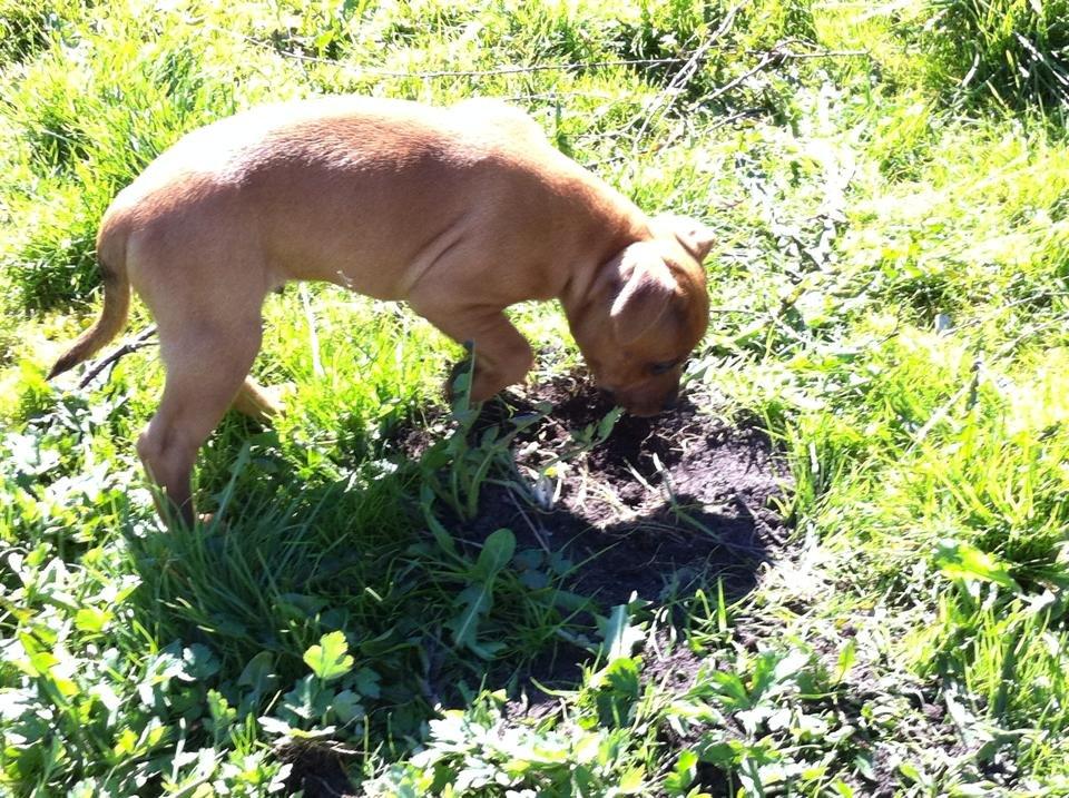 Staffordshire bull terrier Joddricks Golden Gun aka. Django billede 6