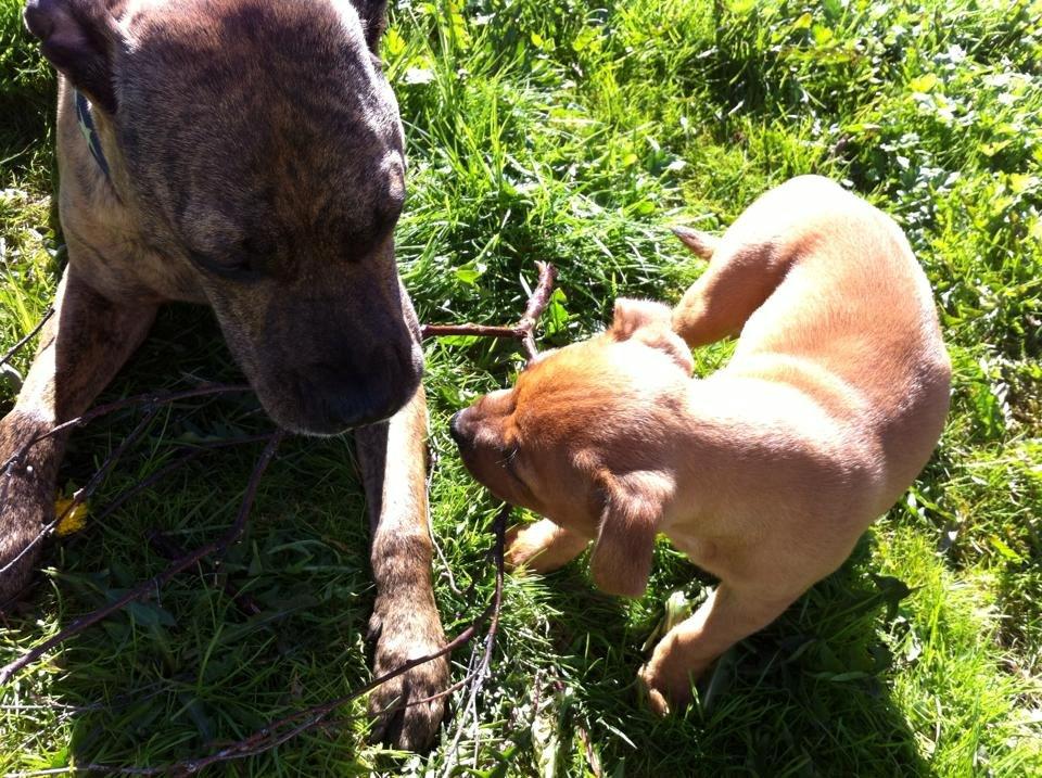 Staffordshire bull terrier Joddricks Golden Gun aka. Django billede 7