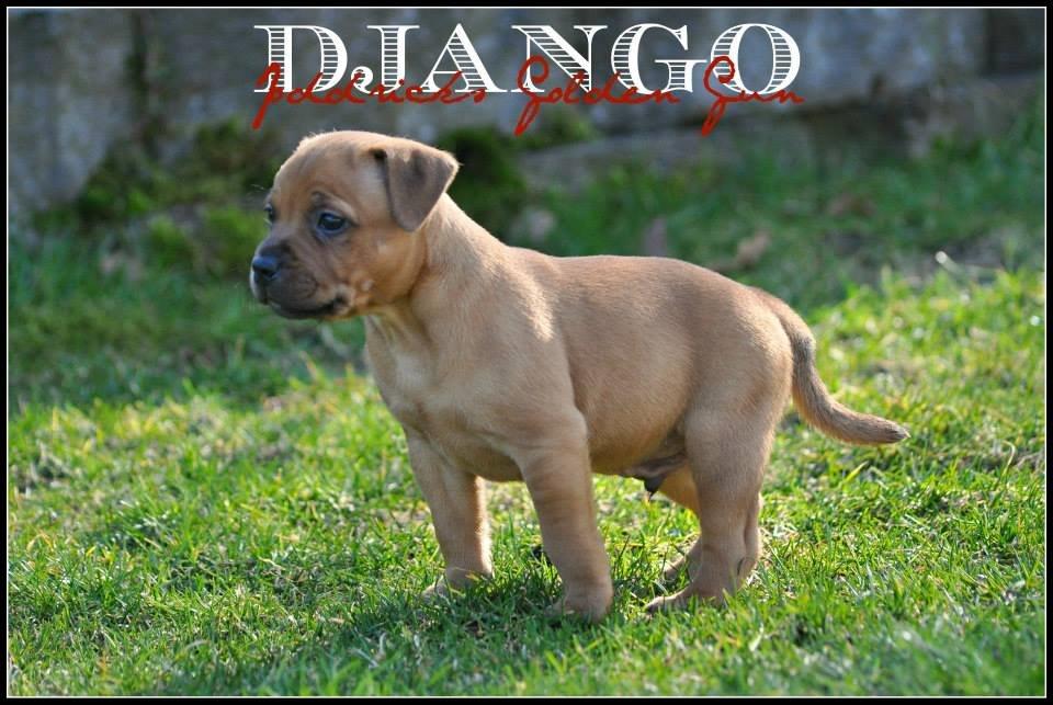 Staffordshire bull terrier Joddricks Golden Gun aka. Django billede 4