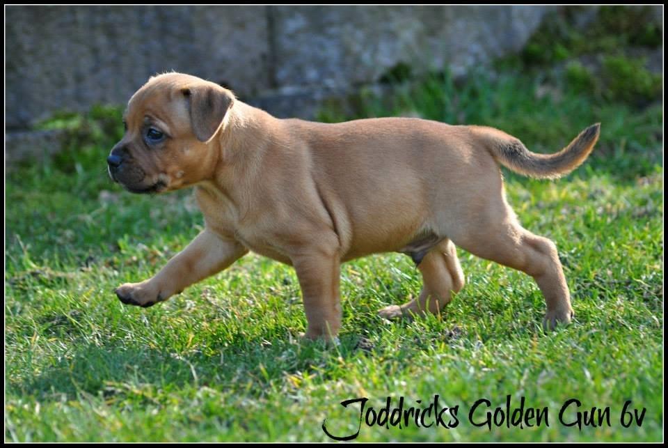 Staffordshire bull terrier Joddricks Golden Gun aka. Django billede 5