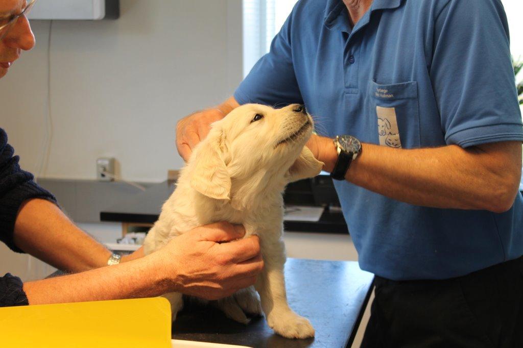 Golden retriever Lilly billede 13